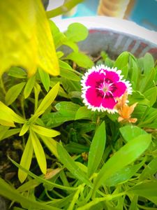Pencil Flower (Multicolour)