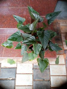 10 Live Root Plants