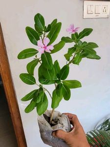 Pack 2 Arrowhead &amp; Pink Sadafuli Plant&#39;s