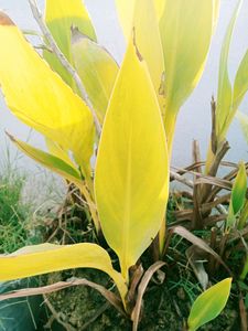 Banana Tree Small Plant With Pot