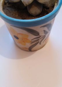 Alive&amp;Real Echeveria Lilacina,GhostEcheveria