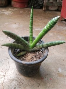 Rare Cylendrical Dracaena Angolensis Plant