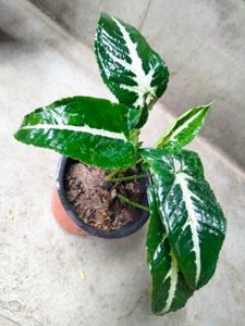 Houseplants collection combo