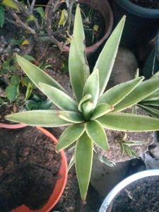 Matured Agave Plant with 3 shoots