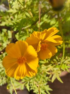 Yellow Cosmos Seeds