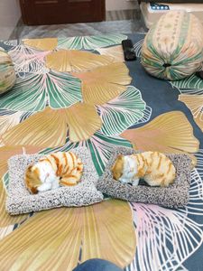 2 Cat