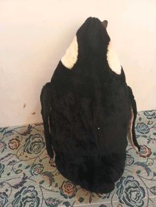 Emperor Penguin