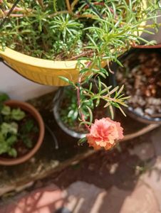 combo of Moss Rose Plant