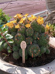Mammlariya CACTUS Bulbs (Yellow Colour Bulbs   )