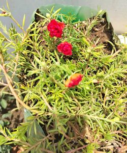 Portulaca