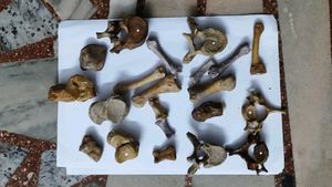 Original Bone Set