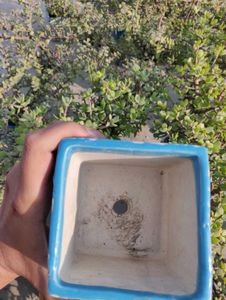 Ceramic planters For Your Garden!