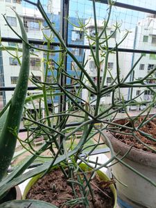 New Growth Pencil Cactus