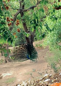 Vrindavan Bankey Bihari Basuri.....Just Go For It