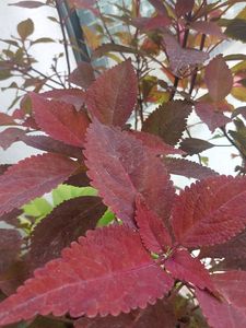 Purple-Red Coleus Cutting