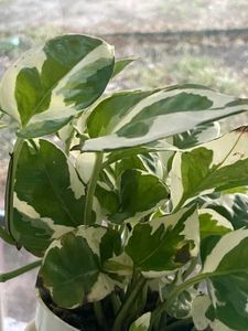 Njoy Pothos Money Plant
