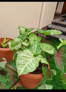 Plant - Syngonium.Green N White Variety