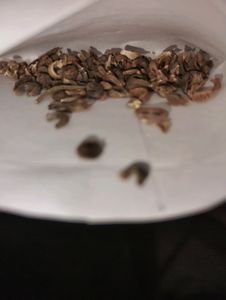 Vibrant FLOWER Seeds