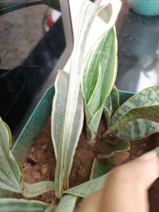 5 Varieties Of Snake Plant Or Senseveria