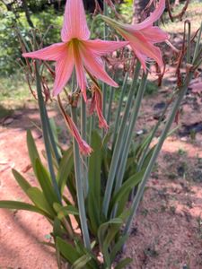 Barbados Lily Plants& Bulb