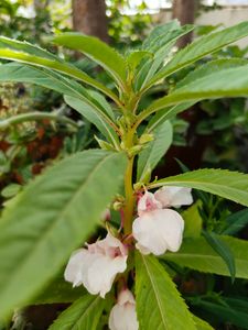 Light Pink Balsam Flower Seeds