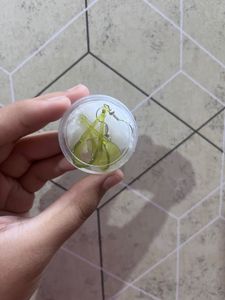 Green Dangle Earrings