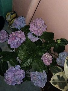 Hydrangea