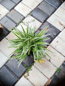 10 Live Root Plants