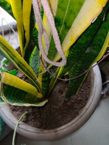 Sneak Plants