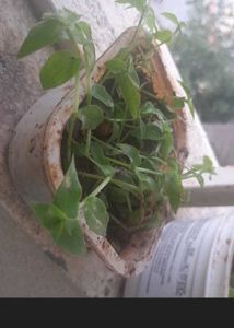 Real Rooted Turtle Vine Potted Plant