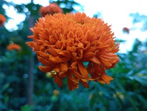 Chendu Malli Seeds