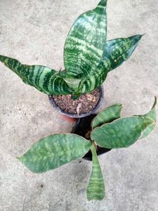 Good Sizes Sansevierias Combo