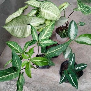 4 Snygonuims N 1 Aglonema Combo