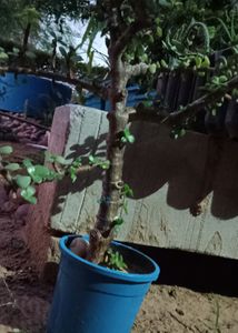 Jate Plants Bonsai