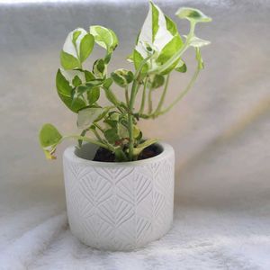 Concrete Pot With Live Plant