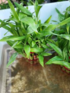 Lucky Bamboo Arrangement.