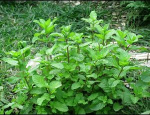 पुदीना जड़ जिवित, Pudina Roots Plant Live