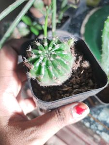 Small Barrel Cactus