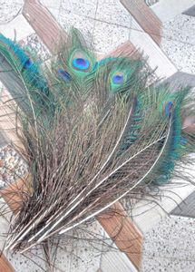 natural peacock feathers (15)