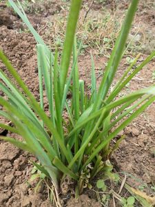 Combo Water Lily + 3 Plant Free