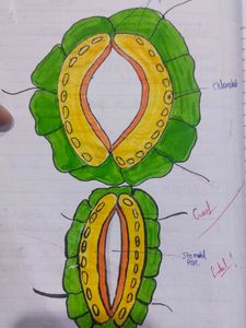 Biology Class 10th Notes