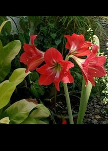 Combo Of 5 Plants Bulbs