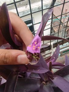 PurpleHeart 4-5 Real With Root