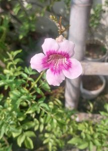 Pink Ticoma