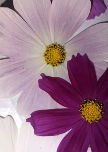 Colourful Sunflower Seeds