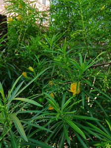 Yellow Oleander Sapling