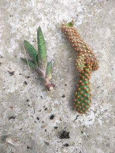 Succullent Plant(10 Different Types Of Plant Combo