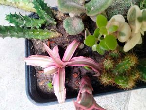 Cactus M Seccullents Collection Offer