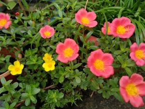Two Colour Single Petal Portulika  , Pack Of 2