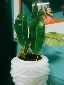 Philodendron Burle Marx